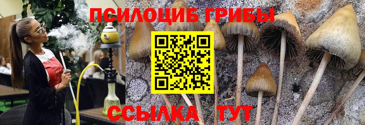 Галлюциногенные грибы Psilocybine cubensis Сальск